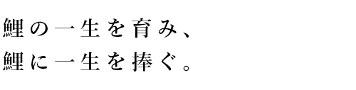 鯉の一生をはぐくみ、鯉に一生を捧ぐ。