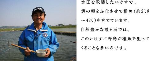 水田を改装したいけすで、鯉の卵をふ化させて稚魚（約2ミリ～4ミリ）を育てています。自然豊かな霞ケ浦では、このいけすに野鳥が稚魚を狙ってくることも多いのです。