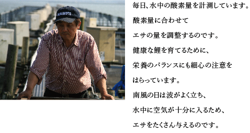 毎日、水中の酸素量を計測しています。酸素量に合わせてエサの量を調整するのです。健康な鯉を育てるために、栄養のバランスにも細心の注意をはらっています。南風の日は波がよく立ち、水中に空気が十分に入るため、エサをたくさん与えるのです。