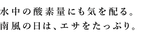 水中の酸素量にも気を配る。南風の日は、エサをたっぷり。