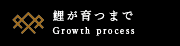 鯉が育つまで