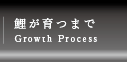 鯉が育つまで